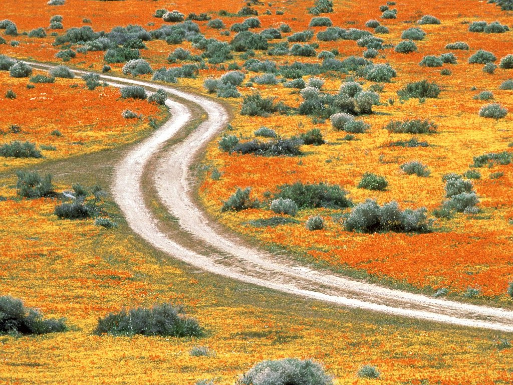 Poppies of Antelope Valley, California